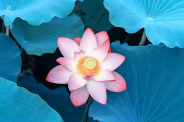 Bahçe havuzunda çiçek açan nilüfer çiçeği