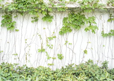 sarmaşık yaprakları beyaz arkaplanda izole edilmiş