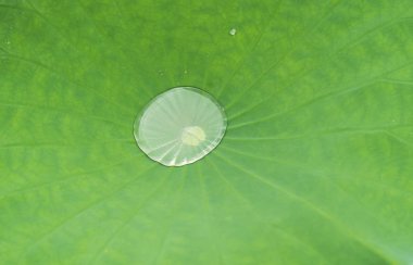 Nilüfer yaprağı arkaplanı ve su damlaları