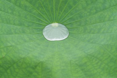 Nilüfer yaprağı arkaplanı ve su damlaları