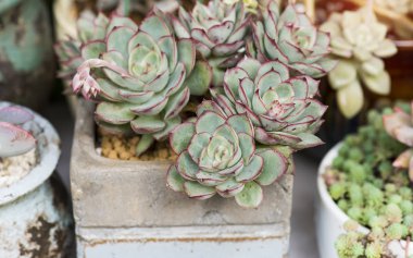  Bahçedeki minyatür sulu bitkiler