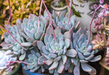  Bahçedeki minyatür sulu bitkiler