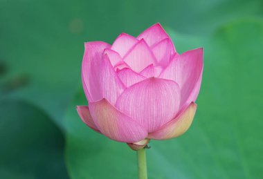 güzel pembe lotus çiçek bitkiler