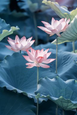 güzel pembe lotus çiçek bitkiler