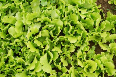 marul sebze salatası kırsal tarım arazilerinde büyüyen