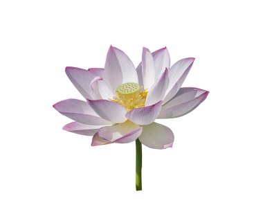Lotus izole beyaz zemin üzerine.