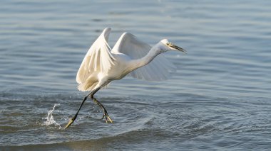Akbalıkçıllar su diyarında oynarlar