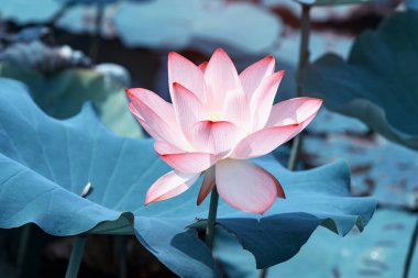 çiçek açan lotus çiçeği gölet