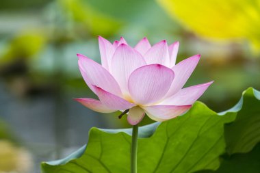 çiçek açan lotus çiçeği gölet