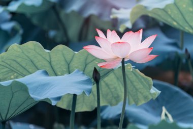 çiçek açan lotus çiçeği gölet