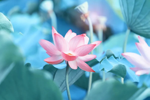 Blühende Lotusblume im Gartenteich — Stockfoto