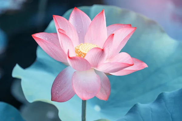 Blooming lotus flower in garden pond — Stock Photo, Image