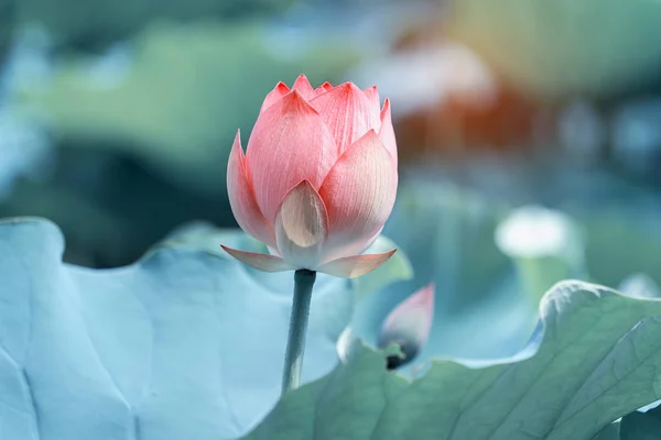 Ανθισμένο λουλούδι λωτού στη λίμνη κήπων — Φωτογραφία Αρχείου