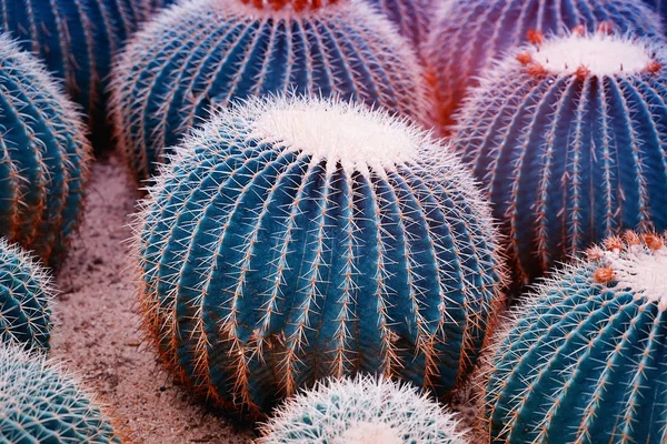 植物園でサボテン — ストック写真