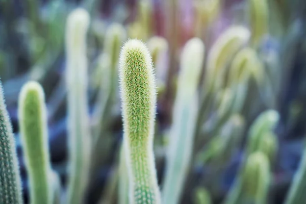 Kaktus v botanické zahradě — Stock fotografie