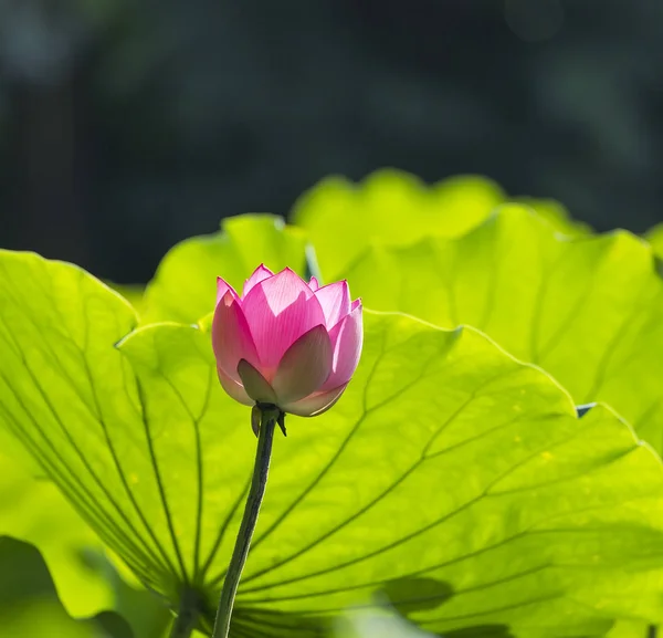 Rosa lotusblomma växter blommar — Stockfoto