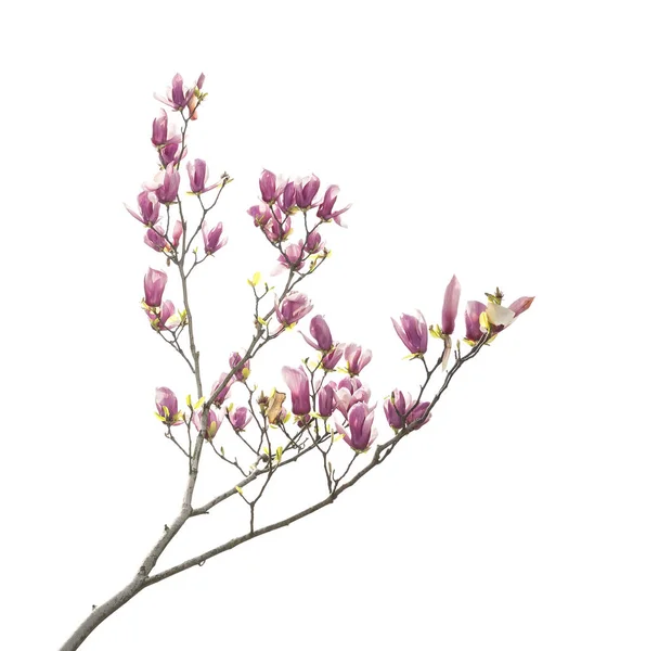 Magnolia blossom isolated on white background — 스톡 사진