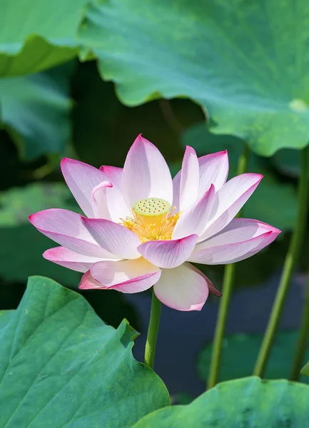 Pink lotus flower plants blooming — Stock Photo, Image