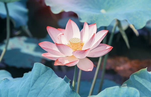 Plantas de flor de lótus rosa florescendo — Fotografia de Stock