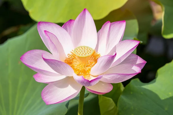 Pink lotus flower plants blooming — Stock Photo, Image