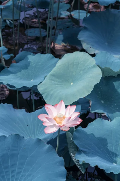 Rosa lotusblomsterplanter som blomstrer – stockfoto