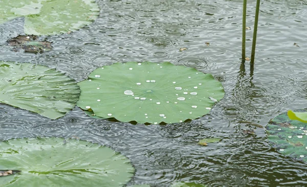 Fond de feuille de lotus avec gouttes d'eau — Photo