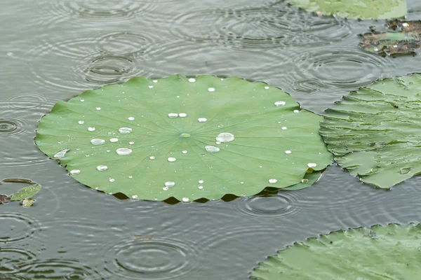 Lotus blad achtergrond met water druppels — Stockfoto