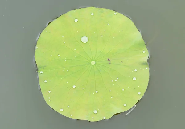 Fondo de hoja de loto con gotas de agua — Foto de Stock