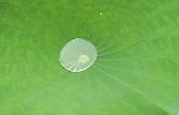 Lotus leaf background with water drops — Stock Photo, Image
