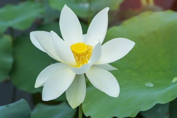 White lotus flower in pond — Stock Photo, Image