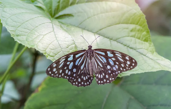 Close-up vlinder op bloem in tuin; — Stockfoto
