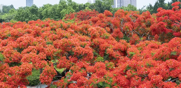 Peacock flowers on poinciana tree — Stock Photo, Image