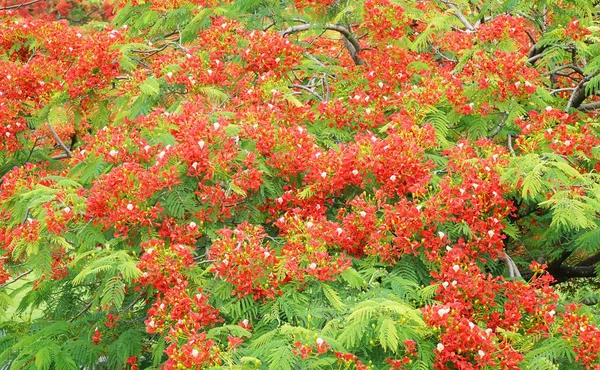 Peacock bloemen op poinciana boom — Stockfoto