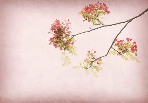 Παγώνι λουλούδια σε δέντρο με παλιά αντίκα εκλεκτής ποιότητας χαρτί αμουδερές — Φωτογραφία Αρχείου