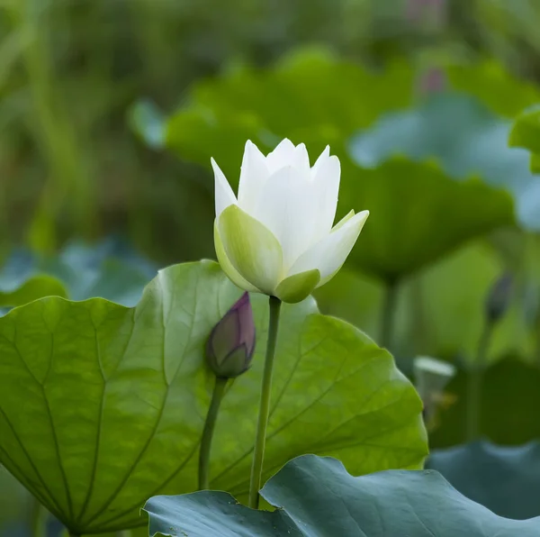 White lotus flower in pond — Stock Photo, Image