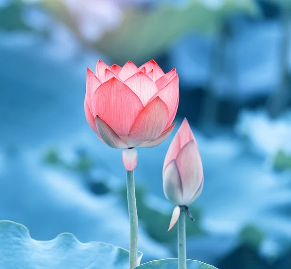 Vackra rosa lotusblomma växter — Stockfoto