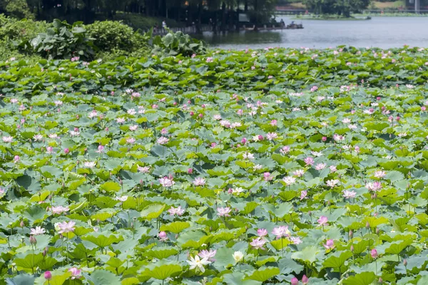 Beautiful pink lotus flower plants — Stock Photo, Image