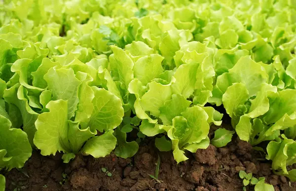 Salatgemüsesalat, der auf dem Land wächst — Stockfoto