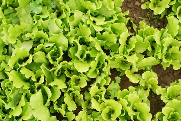 Sla groente salade teelt op landbouwgrond — Stockfoto
