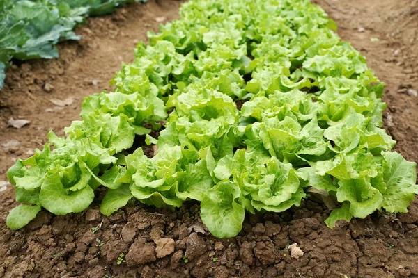 Salada de alface vegetal cultivada em terras rurais — Fotografia de Stock