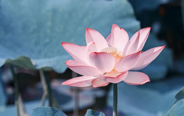 Blommande lotusblomma i damm — Stockfoto