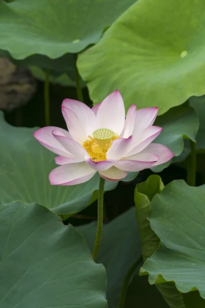 Blooming lotus flower in pond — Stock Photo, Image