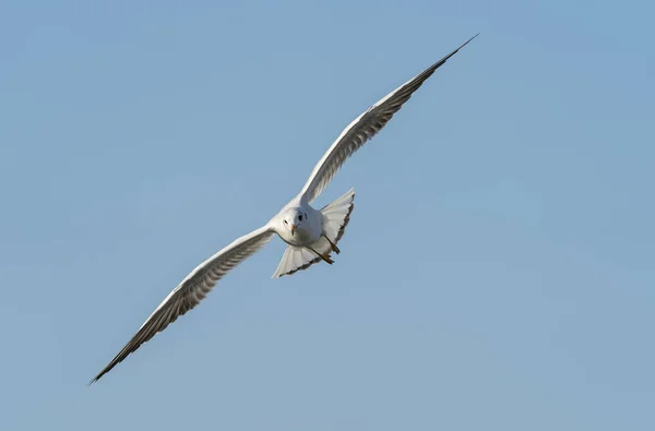 Gabbiano marino Volare sul cielo blu — Foto Stock