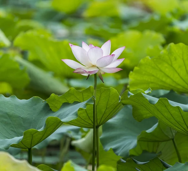 Virágzó lótuszvirág a tó — Stock Fotó