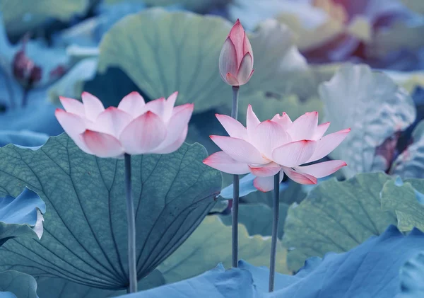 池に咲く蓮の花 — ストック写真