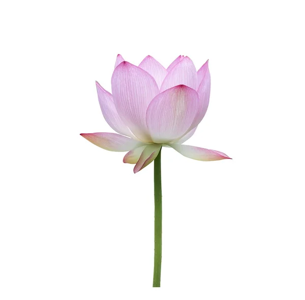 Lotus on isolated white background. — Stock Photo, Image