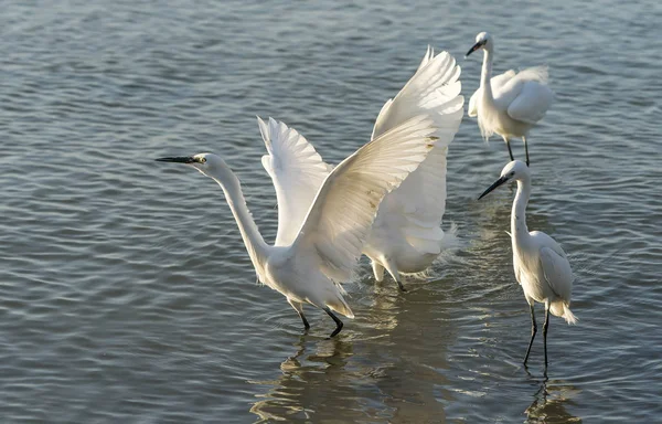 Egrets play in water land — Stock Photo, Image