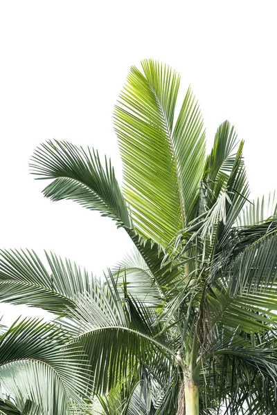 Пальма ізольована на білому тлі — стокове фото