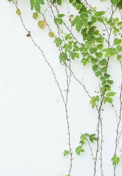 Ivy leaves isolated on a white background — Stock Photo, Image