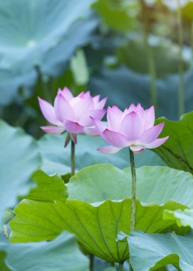 Yeşil yapraklı nilüfer çiçekleri